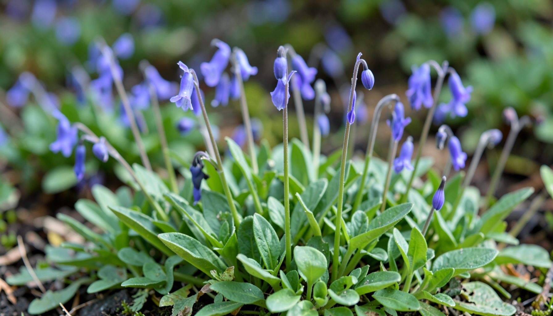 Bell-shaped purple-blue flowers nodding on slender stems above a mound of green basal leaves