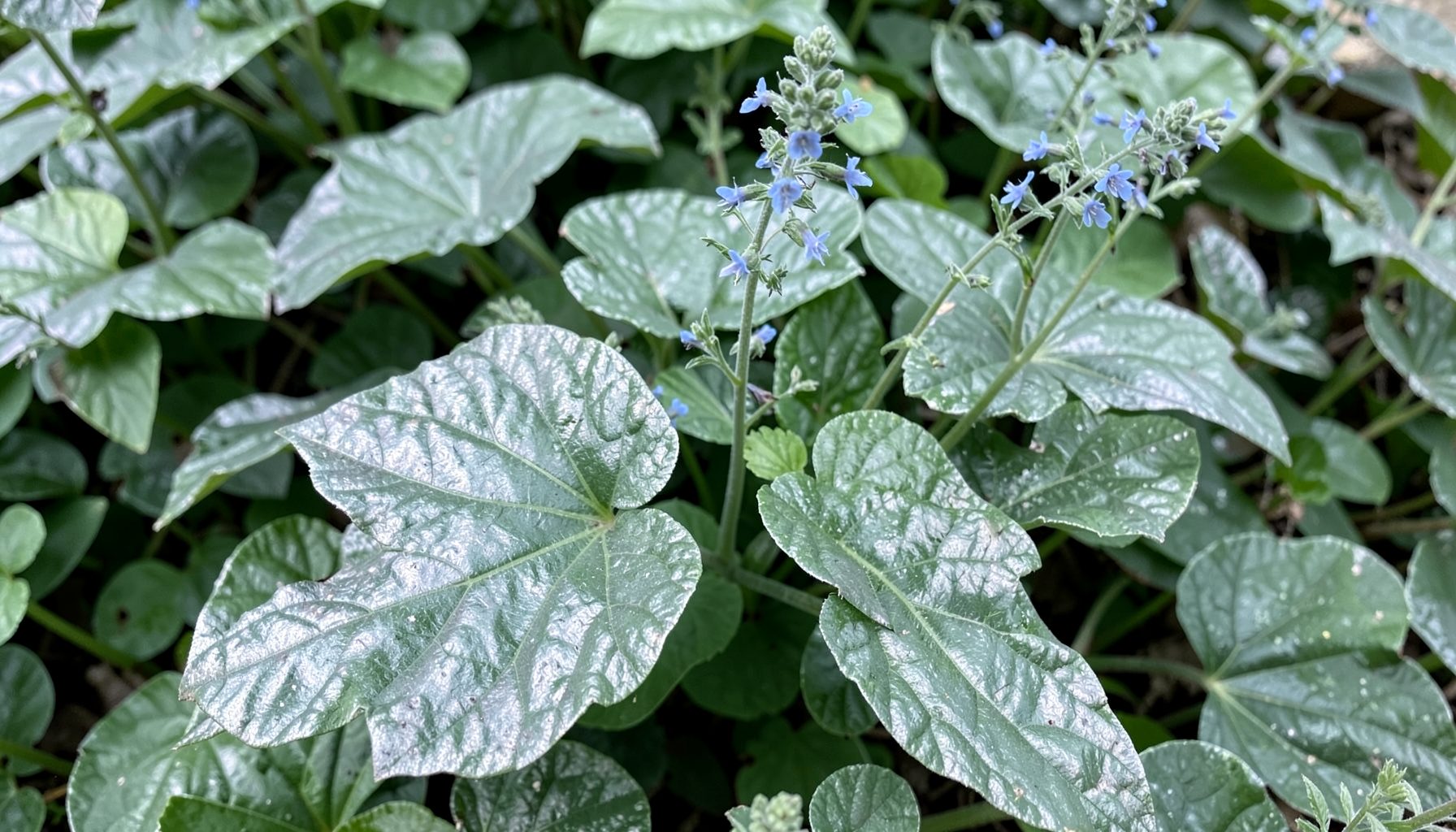 Broad heart-shaped leaves with heavy silver overlay, tiny blue flowers on wiry stems above the foliage
