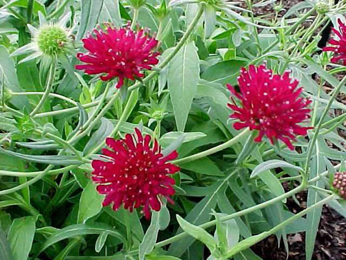 Close-up of vivid red pincushion-like flowers with green foliage