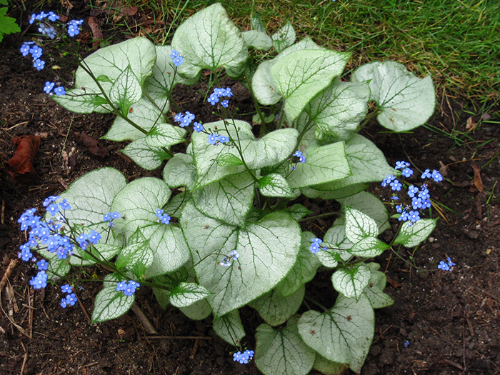 Heart-shaped silvery-green veined leaves with tiny blue flowers on dark soil