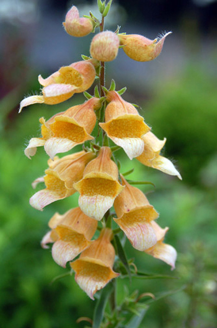 Tall spike of orange-yellow tubular foxglove flowers against blurred green