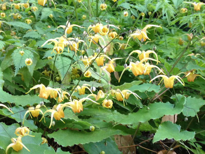 Yellow drooping flowers with thin white spurs among green leaves in shade