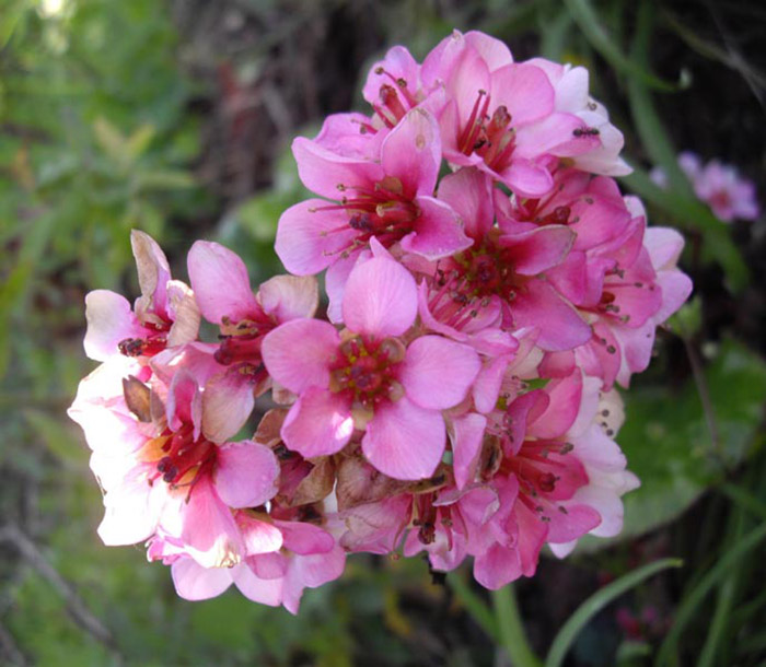 Cluster of pink and white star-shaped flowers with dark red centers