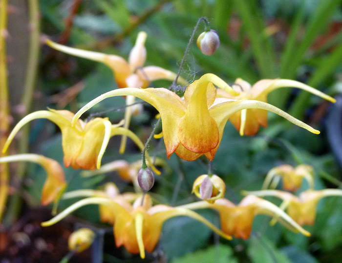 Close-up of drooping orange and yellow spurred flowers with slender petals