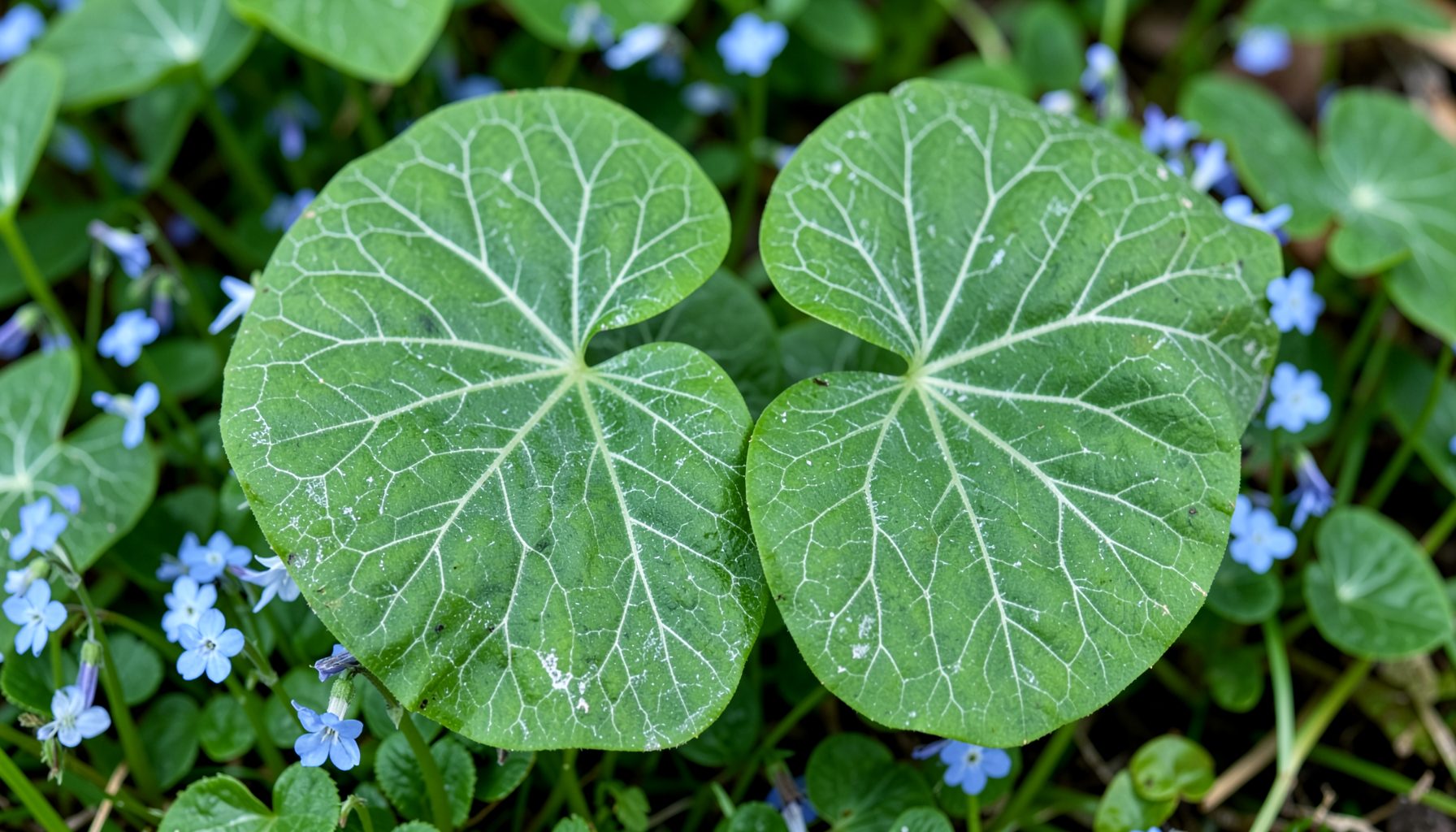 Large heart-shaped green leaves with silvery-white veining, small blue forget-me-not flowers in spring