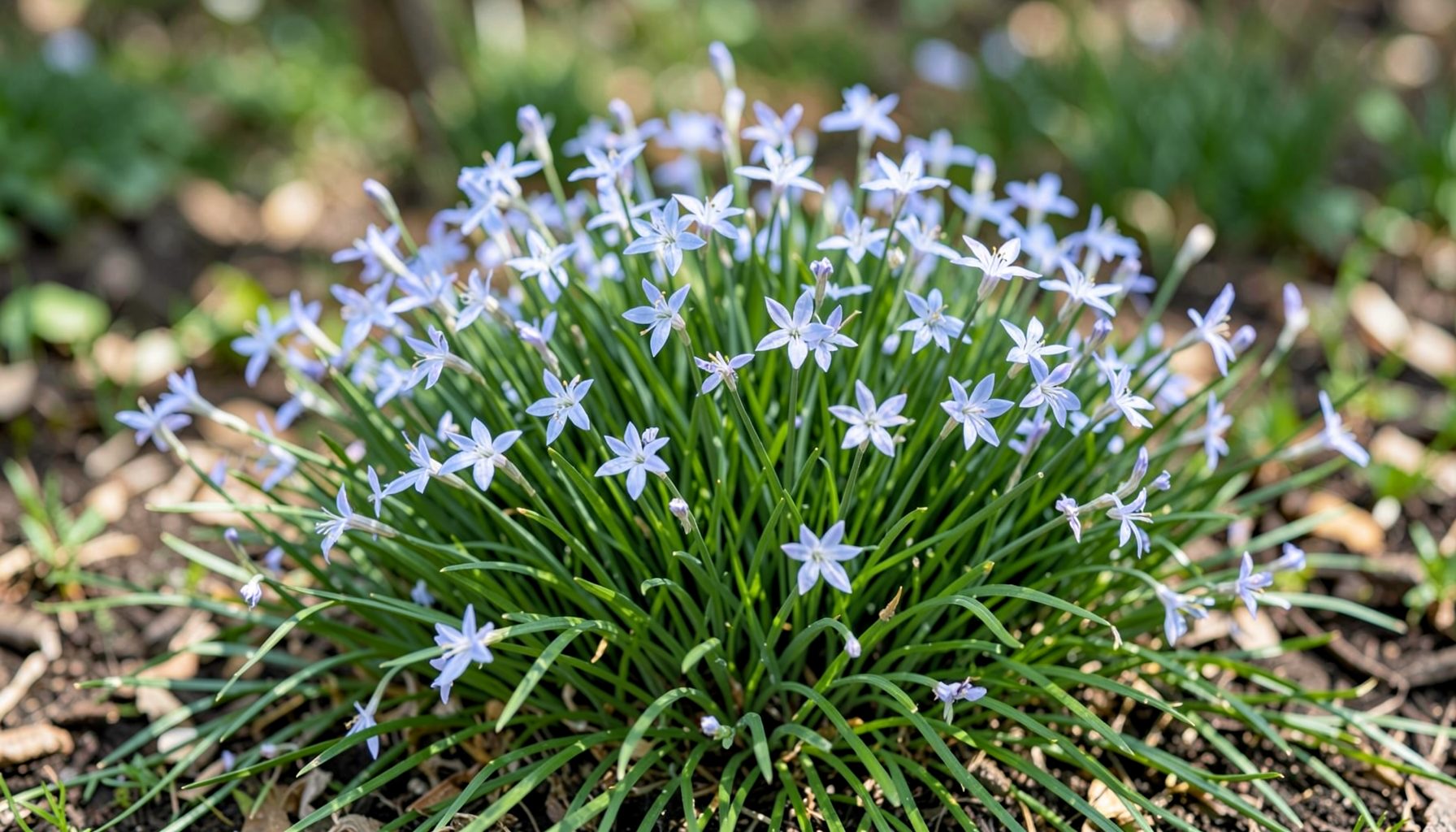 Low mound of slender green foliage with pale lavender-blue star-shaped flowers in spring