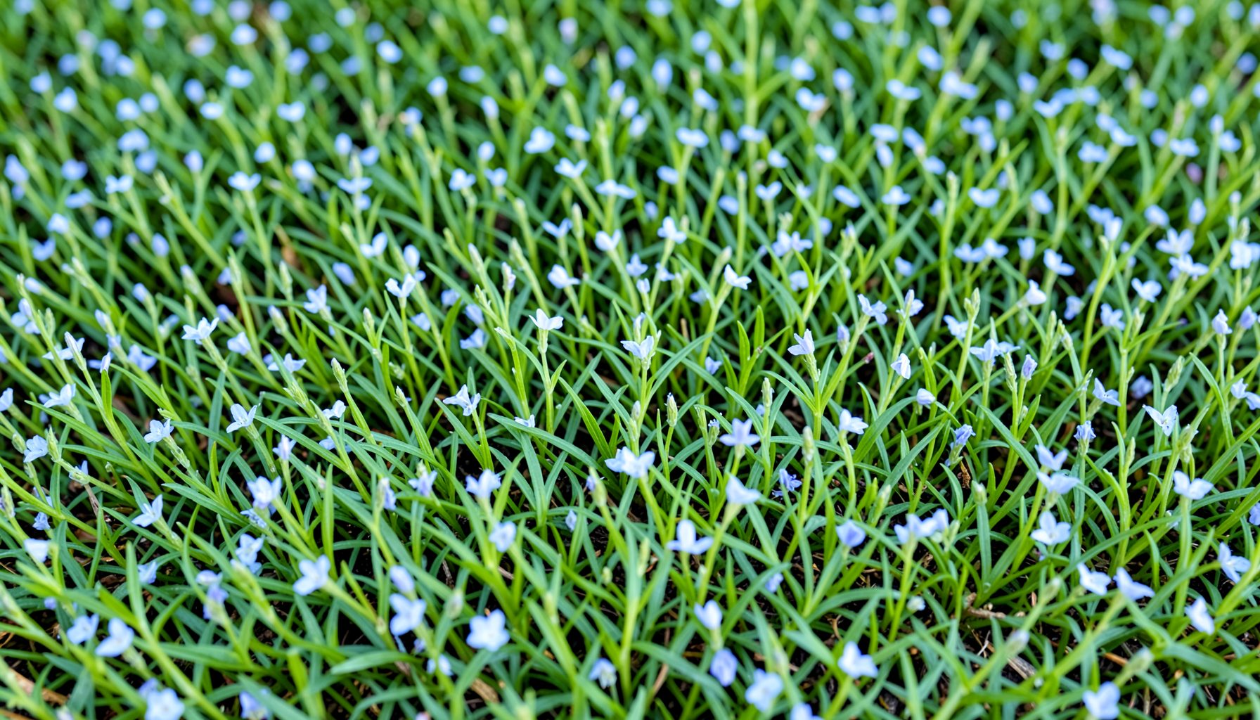 Narrow thread-like green leaves forming a low spreading mat, dotted with small pale blue flowers