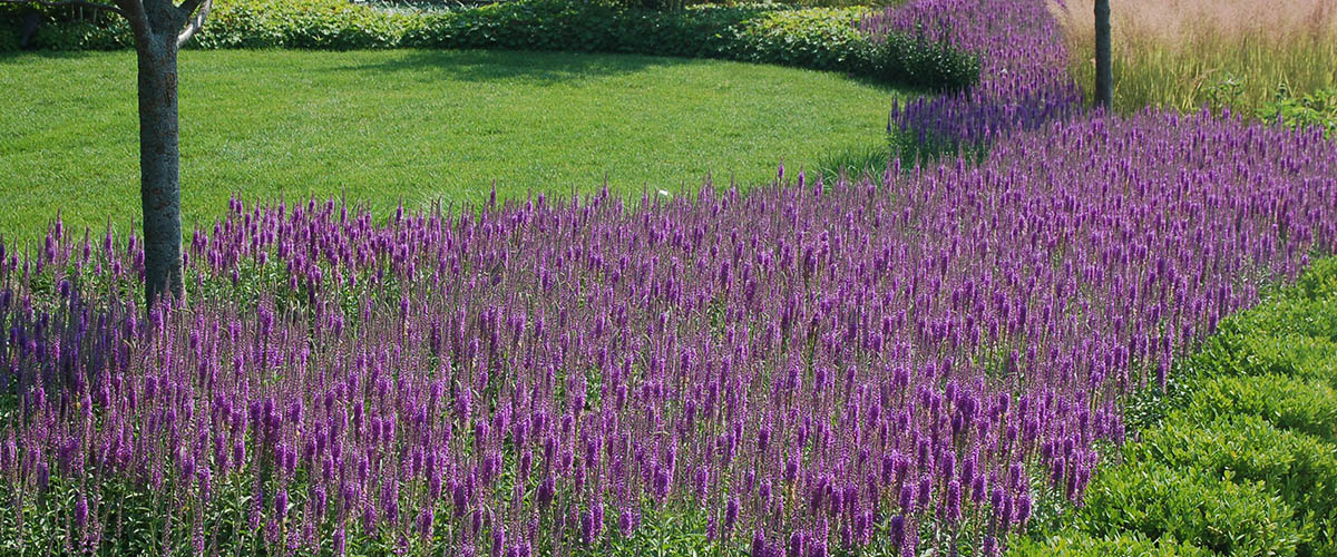 Circular garden bed of purple flowering spikes bordering a green lawn