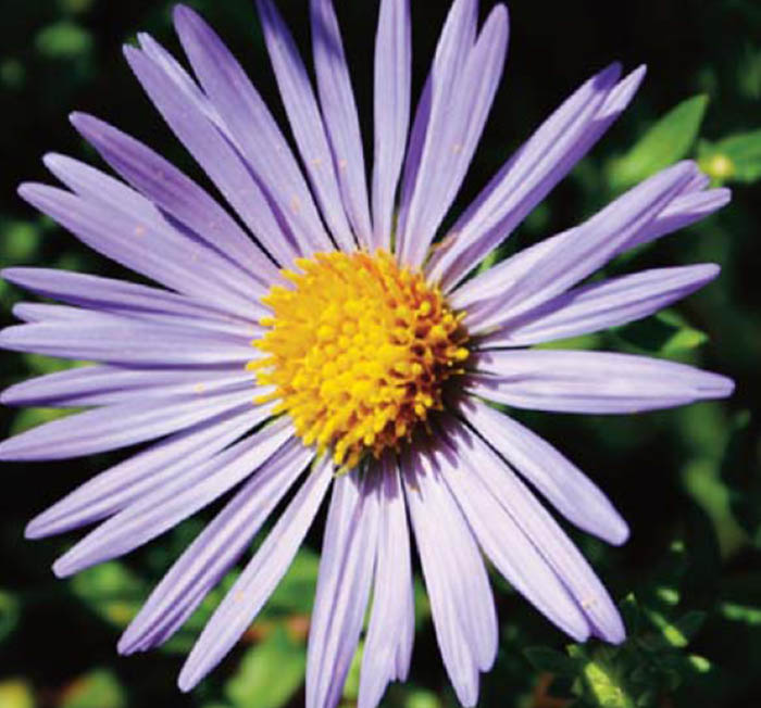 Close-up of a single purple daisy-like flower with a bright yellow center