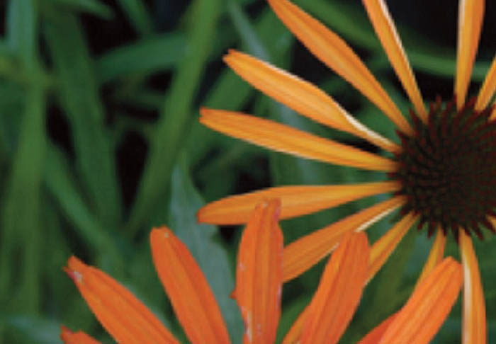 Close-up of a single orange coneflower with a dark center against dark green foliage