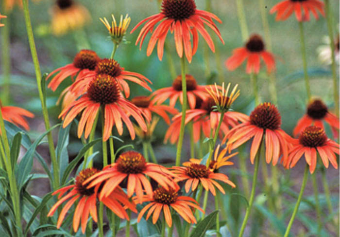 Cluster of orange coneflowers with dark centers against blurred green background