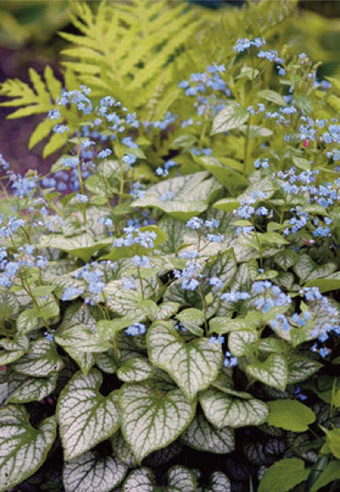 Cluster of small blue flowers with heart-shaped silvery-green variegated leaves