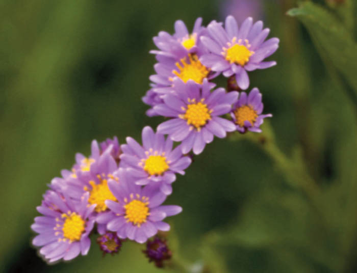 Cluster of light purple daisy-like flowers with yellow centers