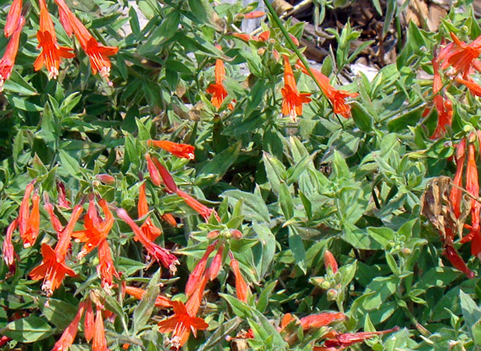 Cluster of small tubular orange-red flowers among green leaves