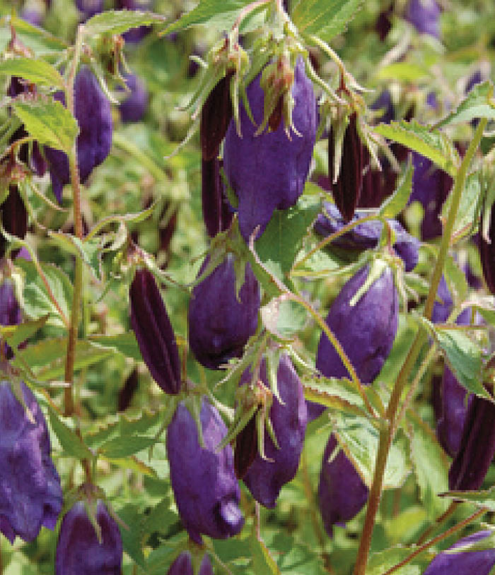 Dark purple bell-shaped drooping flowers hanging among green leaves