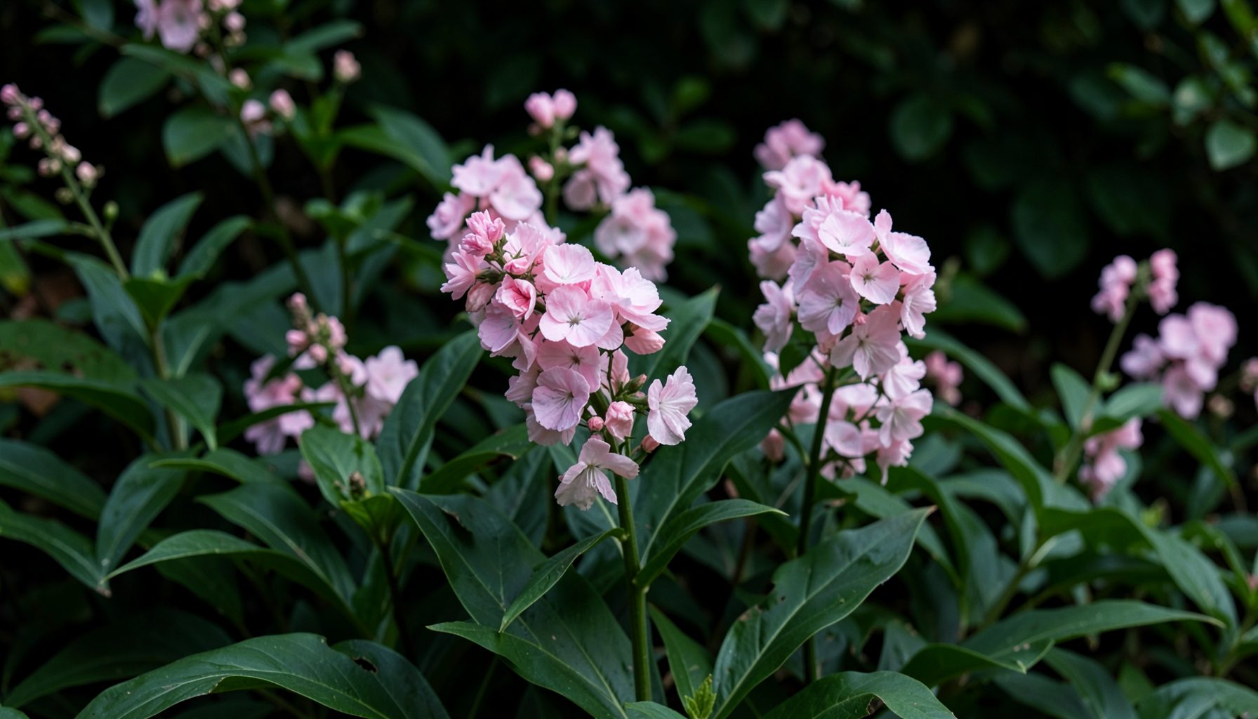 Plumes of soft pink flowers rising above dark green divided leaves in a shaded garden setting