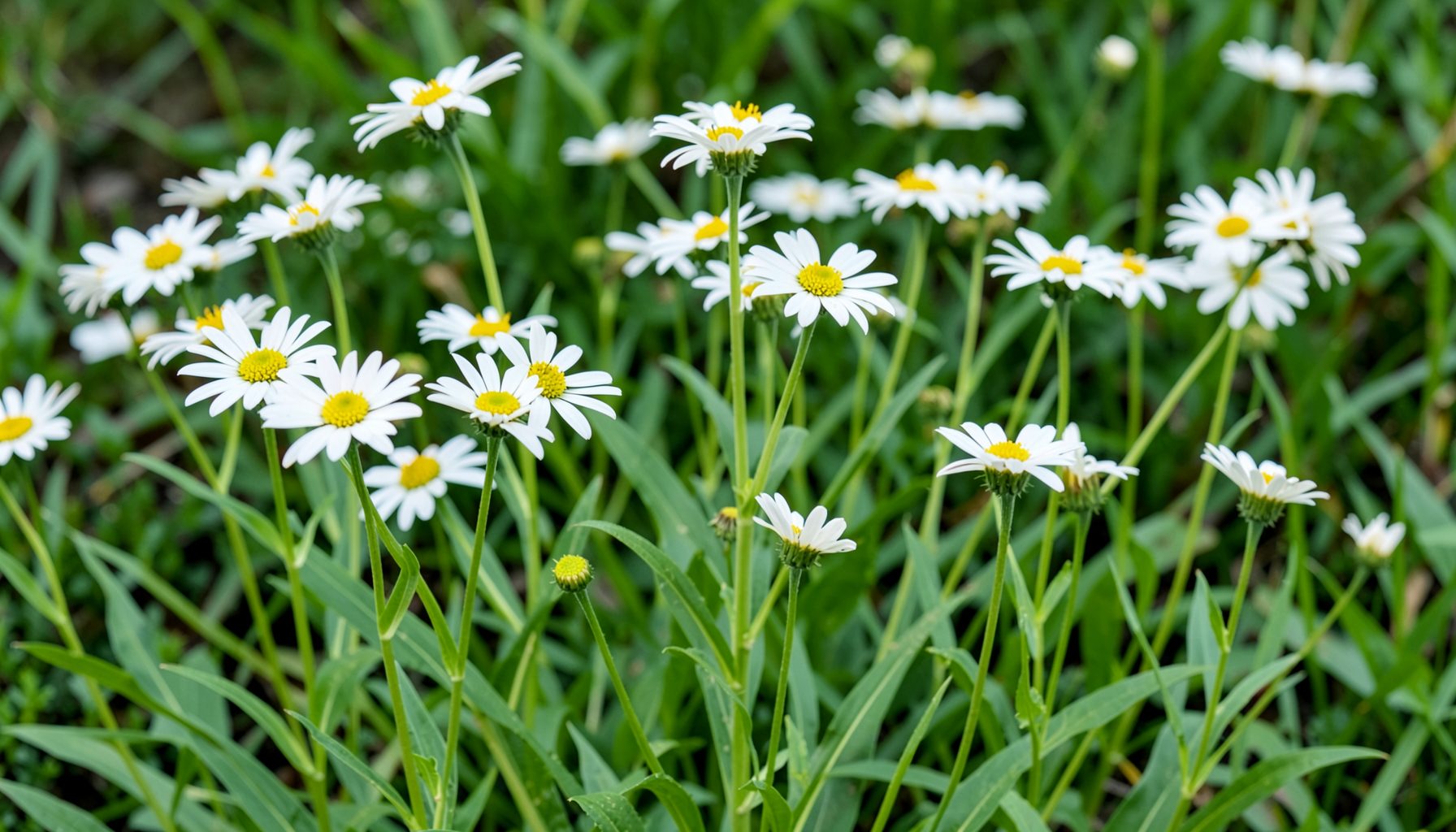 White daisy-like flowers with yellow centers on tall stems above narrow green leaves